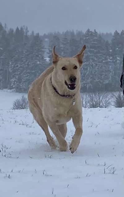 Labradorfans-Beitrag-Bild