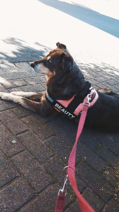 Hundetreffen-Gassi Freund-Bild