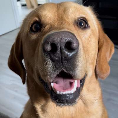 Hundetreffen-Hundekumpel gesucht :)-Profilbild