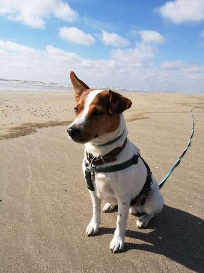 Dansky (Dansk-Svensk Gårdshund)-Beitrag-Bild