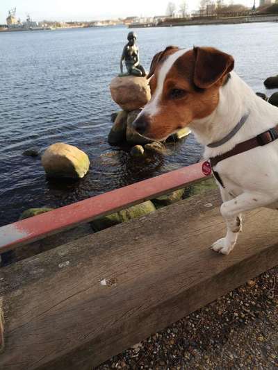 Dansky (Dansk-Svensk Gårdshund)-Beitrag-Bild