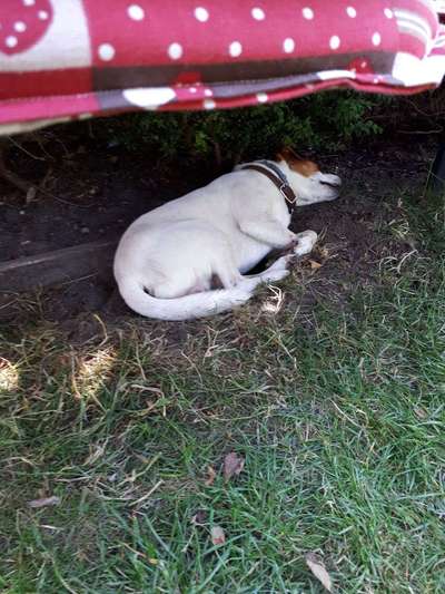 Dansky (Dansk-Svensk Gårdshund)-Beitrag-Bild