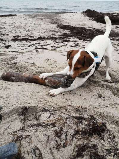 Dansky (Dansk-Svensk Gårdshund)-Beitrag-Bild