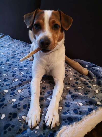 Dansky (Dansk-Svensk Gårdshund)-Beitrag-Bild