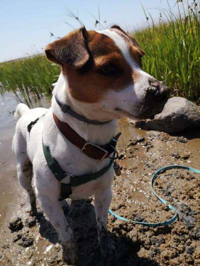 Dansky (Dansk-Svensk Gårdshund)-Beitrag-Bild