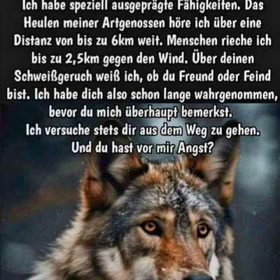 Habt ihr Angst vor dem Wolf?-Beitrag-Bild
