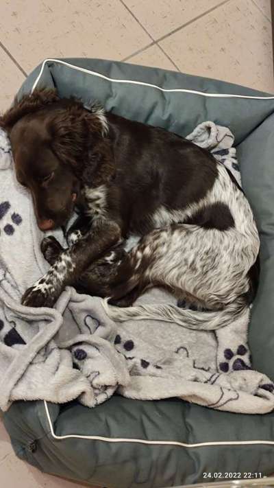 Kleiner Münsterländer!-Beitrag-Bild