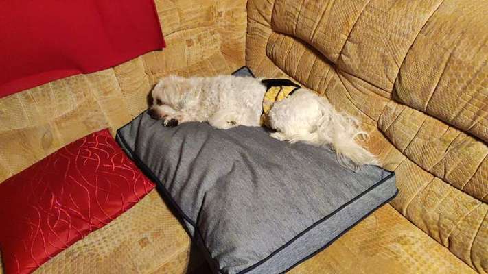 Fotochallenge Nr. 56 - geliebte Senioren-Beitrag-Bild