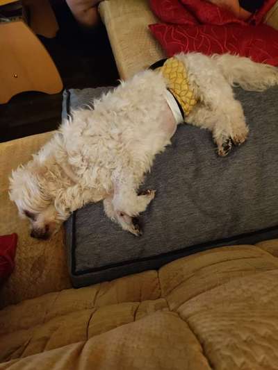 rüde jonny stark Inkontinent-Beitrag-Bild