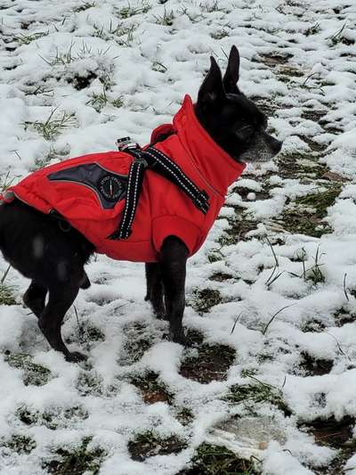 Hundekleidung - Top oder Flop-Beitrag-Bild