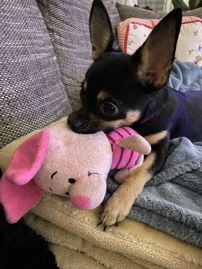 Wo sind die Chihuahua Besitzer ?-Beitrag-Bild