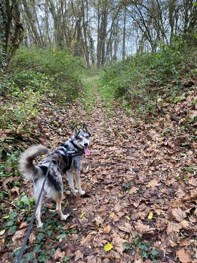 Australian Shepherd Mix-Beitrag-Bild