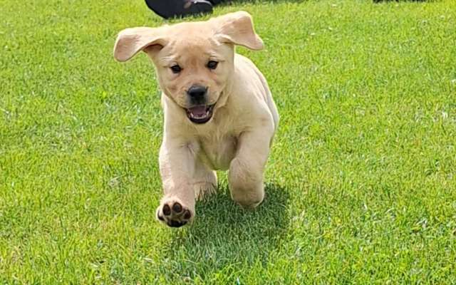 Hundetreffen-Welpenspielrunde-Bild