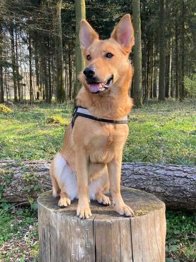 Die Dogorama Kalender Challenge Titelbild-Beitrag-Bild