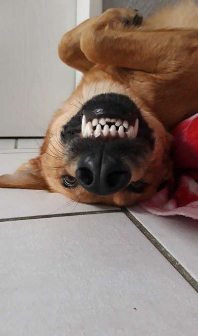 Dogorama Photo Challenge - Spielgesicht-Beitrag-Bild