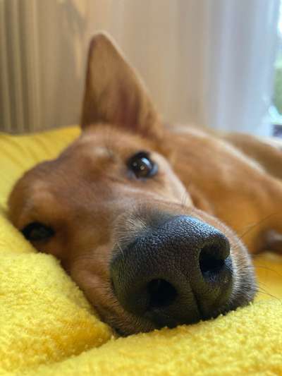 Zeigt mir die tollste Nahaufnahme von eurer Fellnase-Beitrag-Bild