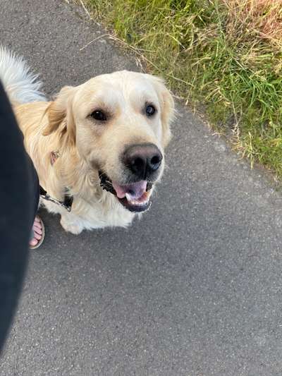 Golden Retriever-Beitrag-Bild