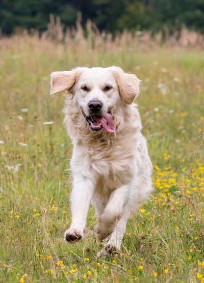 Dein Hund im Dogorama-Kalender 2021-Beitrag-Bild