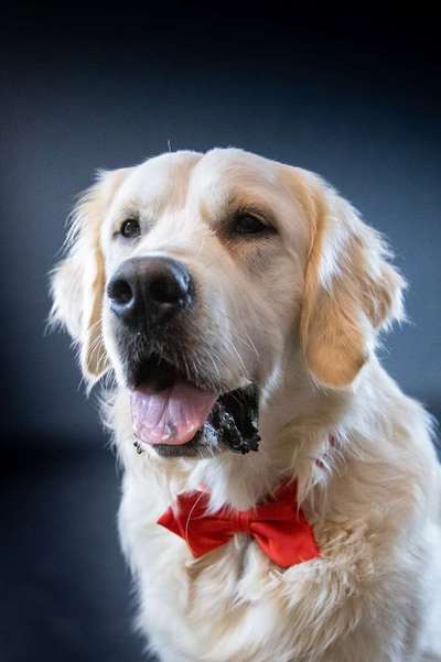 Dein Hund im Dogorama-Kalender 2021-Beitrag-Bild