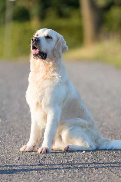 Dein Hund im Dogorama-Kalender 2021-Beitrag-Bild