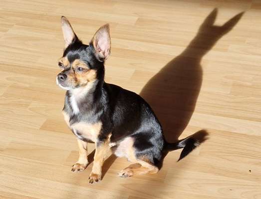 Prager Rattler-Beitrag-Bild