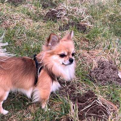 Hundetreffen-Der kleine Chi Maxi braucht soziale Kontakte (gerne kleine Hunde)-Bild