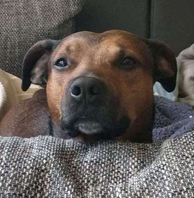 Warum hat euer Hund den Namen den er hat?-Beitrag-Bild