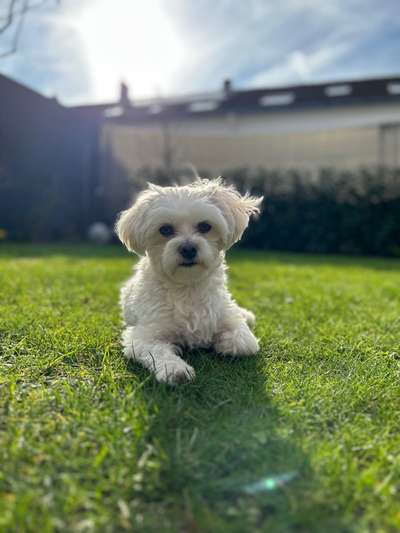 Hundetreffen-Gassi und Spielfreunde 🐶-Bild