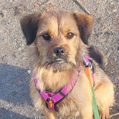 Hundetreffen-🐶 Hundefreunde gesucht 🐶 Spaziergänge, Spielrunden-Bild