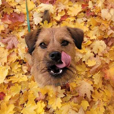 Hundetreffen-Spielrunden, Spaziergänge & Training-Bild