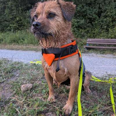 Hundetreffen-Nette Hundekontakte für Spaziergänge, Training etc-Bild