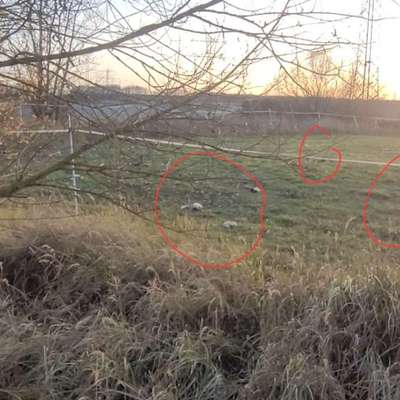 Giftköder-Jagdabfälle, Hasen- und Rehreste-Bild