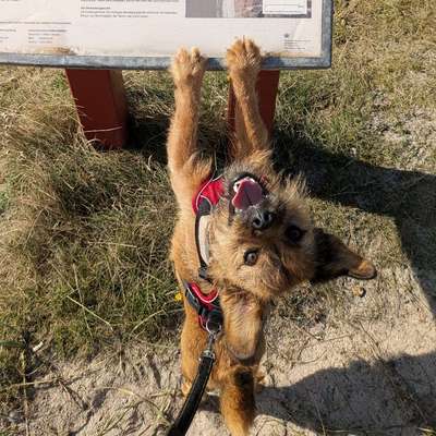Hundetreffen-Nette Hundekontakte für Spaziergänge, Training etc-Bild
