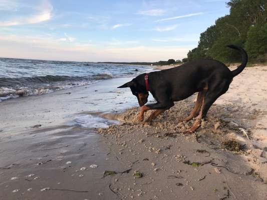 Dogorama-Monats-Challenge-Mai "Wasser"-Beitrag-Bild