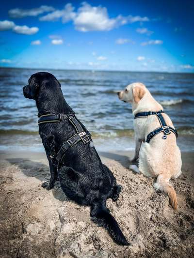 Hundetreffen-Social Walk-Bild