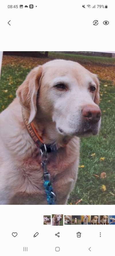 Unsere Fellnasen im Regenbogenland-Beitrag-Bild