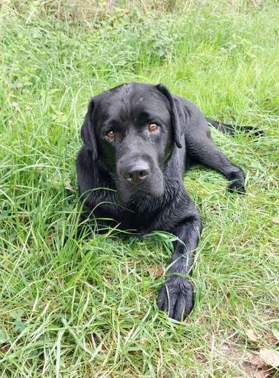 Labradorfans-Beitrag-Bild