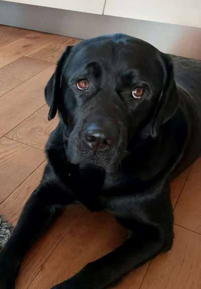 Labradorfans-Beitrag-Bild