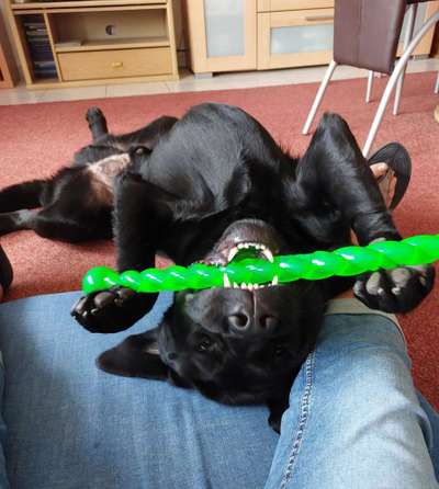 Rasseporträt Labrador-Beitrag-Bild