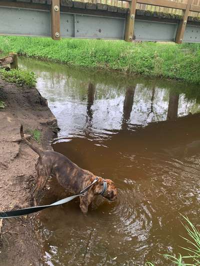 Dogorama-Monats-Challenge-Mai "Wasser"-Beitrag-Bild