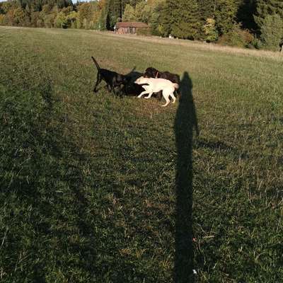 Hundetreffen-Spielen mit Freunden 😉-Bild