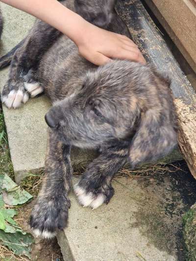 Irische Wolfshunde Hilfe-Tipps-Tricks-Beitrag-Bild