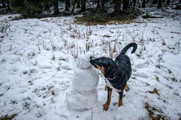 Die Dogorama Kalender Challenge Teil 2/4-Beitrag-Bild