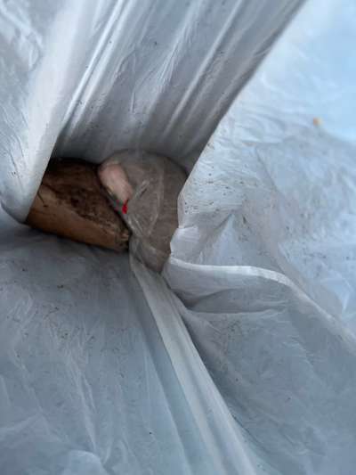 Giftköder-Schinkenbraten mit Rattengift-Bild