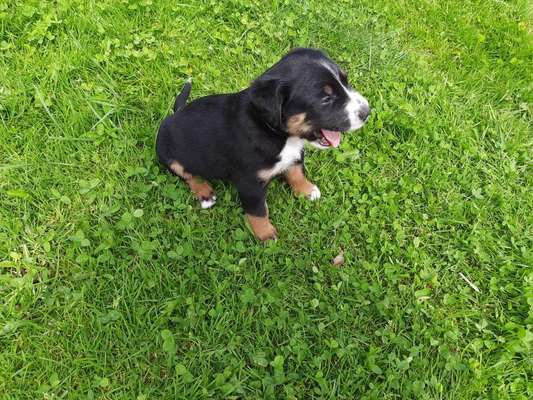 Welpen Bilder !-Beitrag-Bild