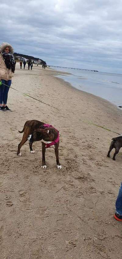 Unsere Fellnasen im Regenbogenland-Beitrag-Bild