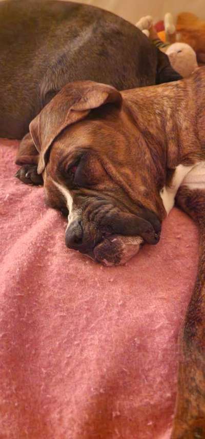 Deutsche Boxer-Beitrag-Bild