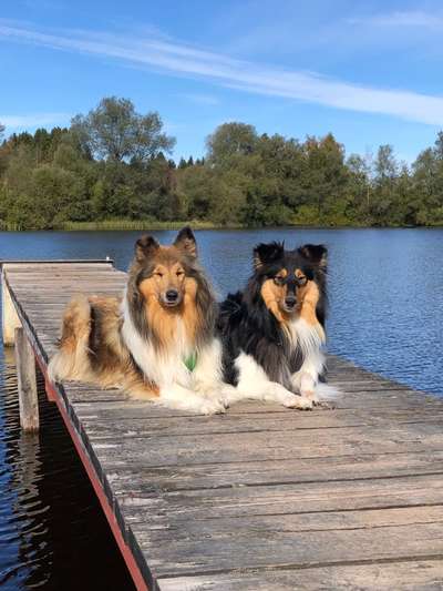Langhaar Collies-Beitrag-Bild