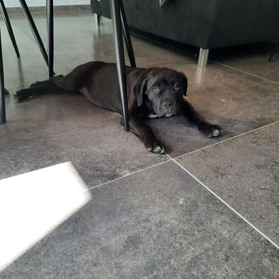 Hundetreffen-Welpen-Spaziergang-Bild