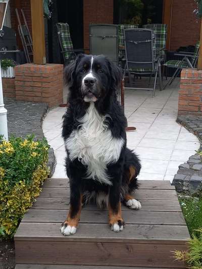 Berner Sennen-Beitrag-Bild